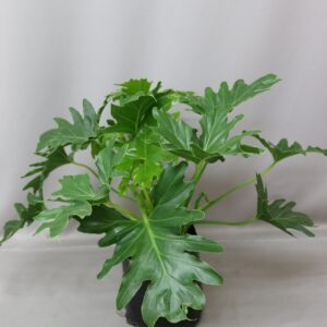 PHILODENDRON COMPACTA 5KG