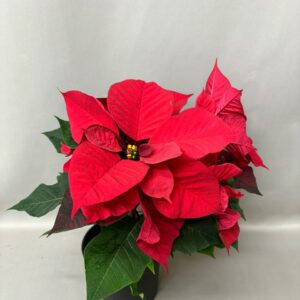 POINSETTIA RED 14CM