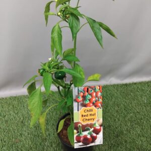 HERB CAPSICUM RED HOT CHERRY 14CM