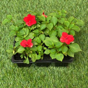 IMPATIENS 6 PACK