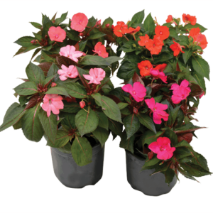 IMPATIENS SUNPATIENS HARMONY SERIES 14CM