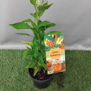 HERB CAPSICUM TABASCO 14CM