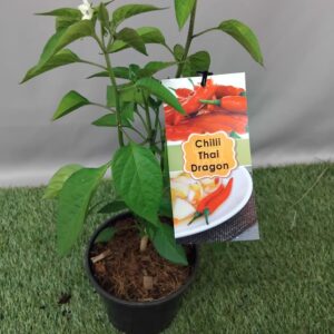 HERB CAPSICUM THAI DRAGON 14CM