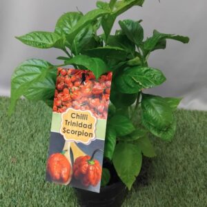 HERB CAPSICUM TRINIDAD SCORPION 14CM