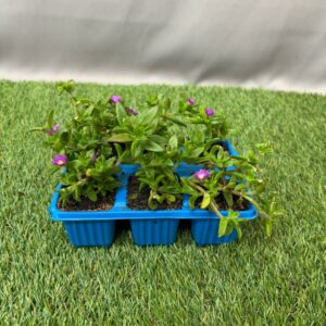 DELOSPERMA 6 PACK