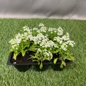 ALYSSUM 6 PACK