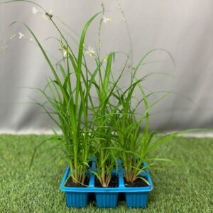 CHLOROPHYTUM SAUNDERSII SEEDLING 6 PK