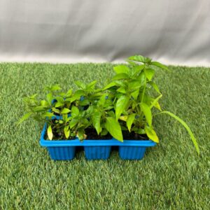 ASYSTASIA SEEDLING 6 PK