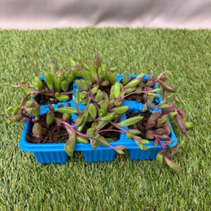 OTHONNA SEEDLING 6 PK