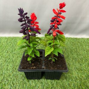 SALVIA 4 PACK