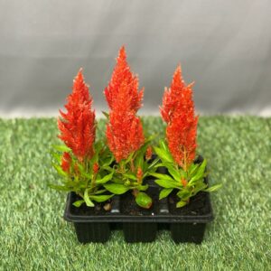 CELOSIA SEEDLING 6 PK