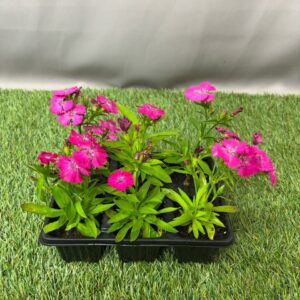 DIANTHUS/CARNATION SEEDLING 6 PK