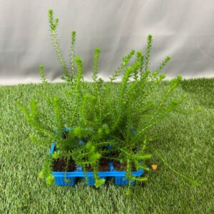 EURYOPS SEEDLING 6 PK