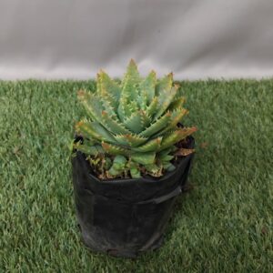 ALOE BREVIFOLIA 2KG