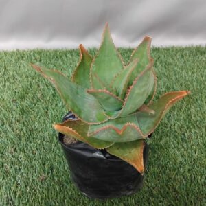 ALOE STRIATA 2KG