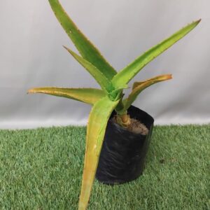 ALOE THRASKII 2KG