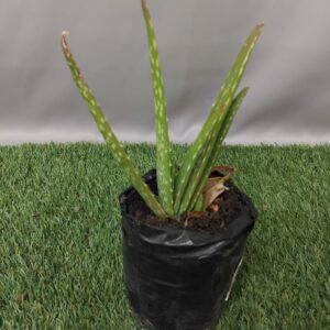 ALOE VERA 2KG