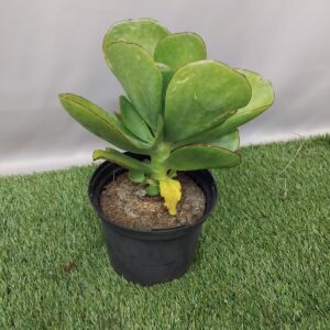 COTYLEDON ORBICULATA GREEN 17CM