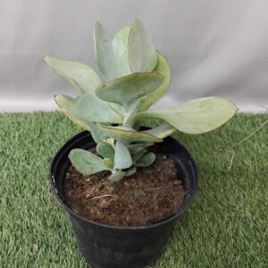 COTYLEDON ORBICULATA GREY 17CM