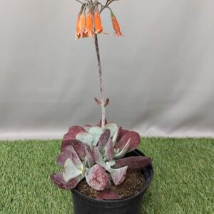 COTYLEDON ORBICULATA SUNSET 17CM