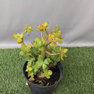 CRASSULA ARBORESCENS CURLY GREY 15CM