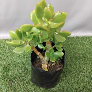 CRASSULA OVATA 2KG