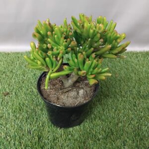 CRASSULA OVATA HOBBIT 15CM