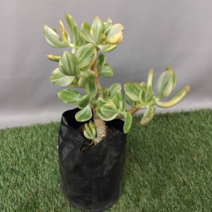 CRASSULA OVATA VARIEGATA 2KG