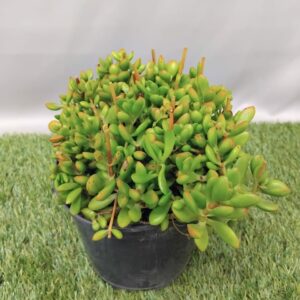 CRASSULA PUBESCENS RED CARPET 15CM