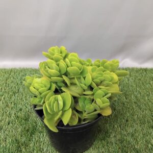 CRASSULA SWAZIENSIS 15CM