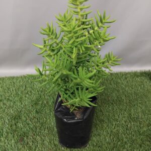 CRASSULA TETRAGONA 2KG