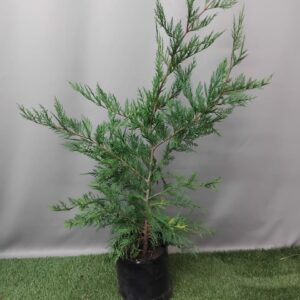 CUPRESSOCYPARIS LEYLANDII 5KG