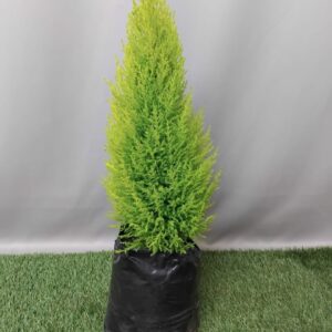 CUPRESSUS GOLD CREST 5KG