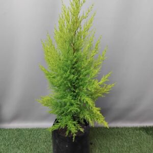 CUPRESSUS GOLD CREST WILMA 5KG