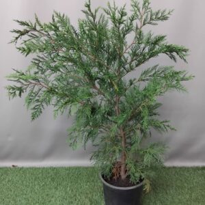 CUPRESSUS LEYLANDII 19CM