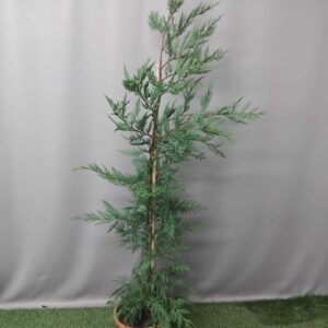 CUPRESSUS LEYLANDII 22CM