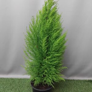 CUPRESSUS MACRO GOLD CREST 20CM