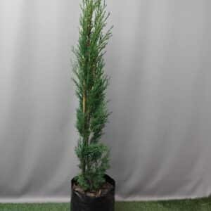 CUPRESSUS SEMP STRICTA 10KG