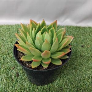 ECHEVERIA AGAVOIDES 15CM