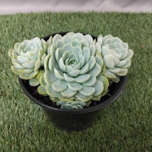 ECHEVERIA ELEGANS 15CM