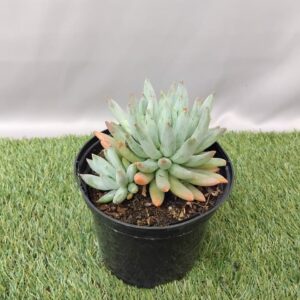 ECHEVERIA HOOKERI 15CM