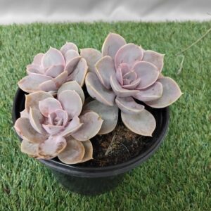 ECHEVERIA PEARL VON NUREMBERG 15CM