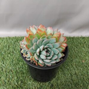 ECHEVERIA PELUCIDA 15CM