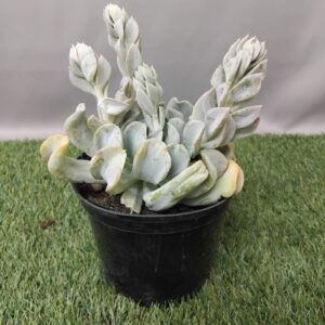 ECHEVERIA RUYONII TOPSY TURVY 15CM