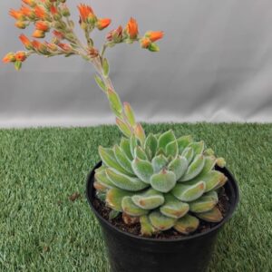 ECHEVERIA SETOSA 15CM