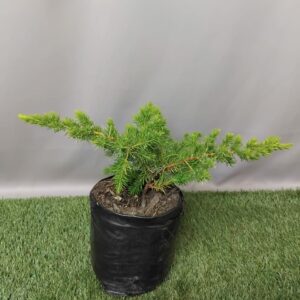 JUNIPERUS CONFERTA 5KG