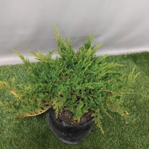 JUNIPERUS PRINCE OF WALES 5KG