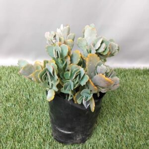 KALANCHOE SP 2KG