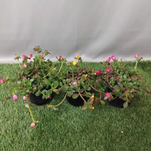 PORTULACA PAZAZZ MEGA ASSORTED 12CM