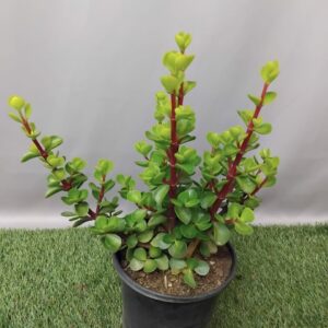 PORTULACARIA AFFRA 17CM